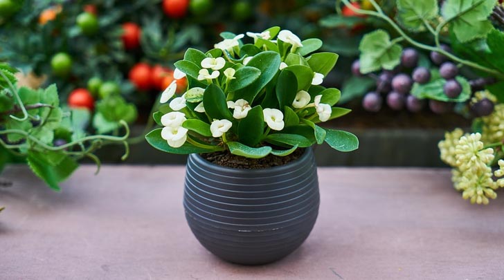 Choosing the Right Wholesale Plant Pot Supplier: Factors to Consider and Tips for Success